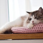 www.themisscat.pl THE MISS CAT legowisko dla kota cat bed cat basket dog bed dog basket COTTON DREAMER light pink z logo