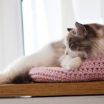 www.themisscat.pl THE MISS CAT legowisko dla kota cat bed cat basket dog bed dog basket COTTON DREAMER light pink z logo