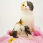 www.themisscat.pl THE MISS CAT kocyk dla kota psa cat blanket dog blanket CHILL OUT light pink