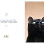 kotes, notes dla kociarza (2)