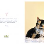 kotes, notes dla kociarza (2)