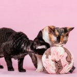 kula węchowa 17 cm dla psa i kota, zabawka węchowa 2 (1)